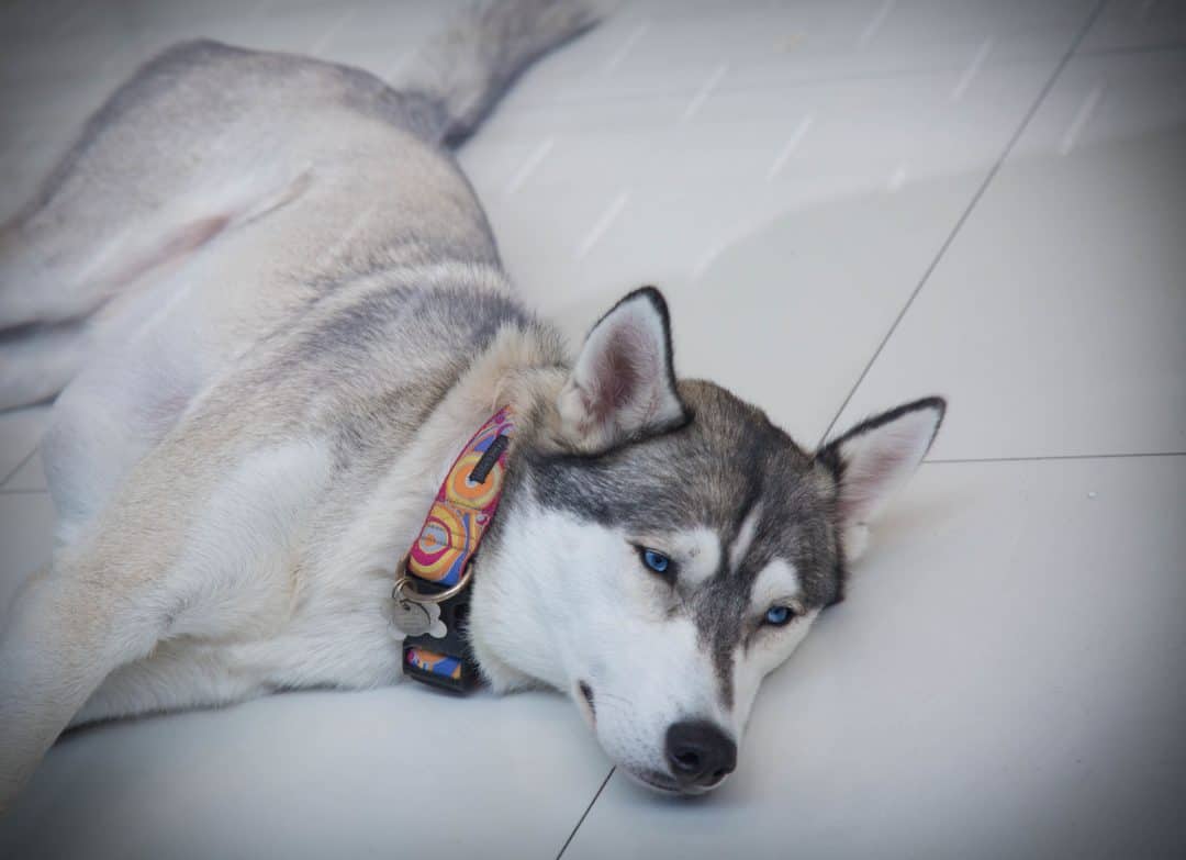 Can Huskies Stay Outside in the Heat? Embora Pets