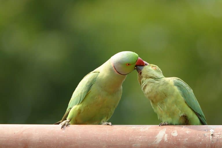 How to Sex Parakeets