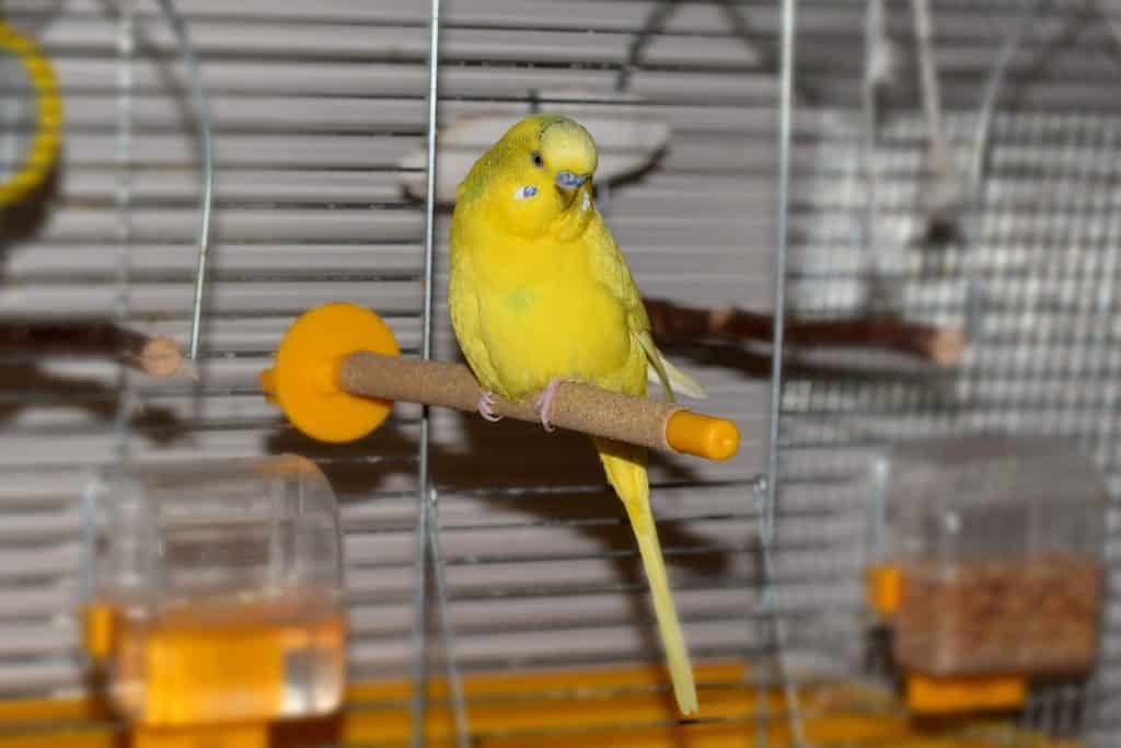 87158370 l How Much Do Pet Parakeets Cost? What About the Accessories?