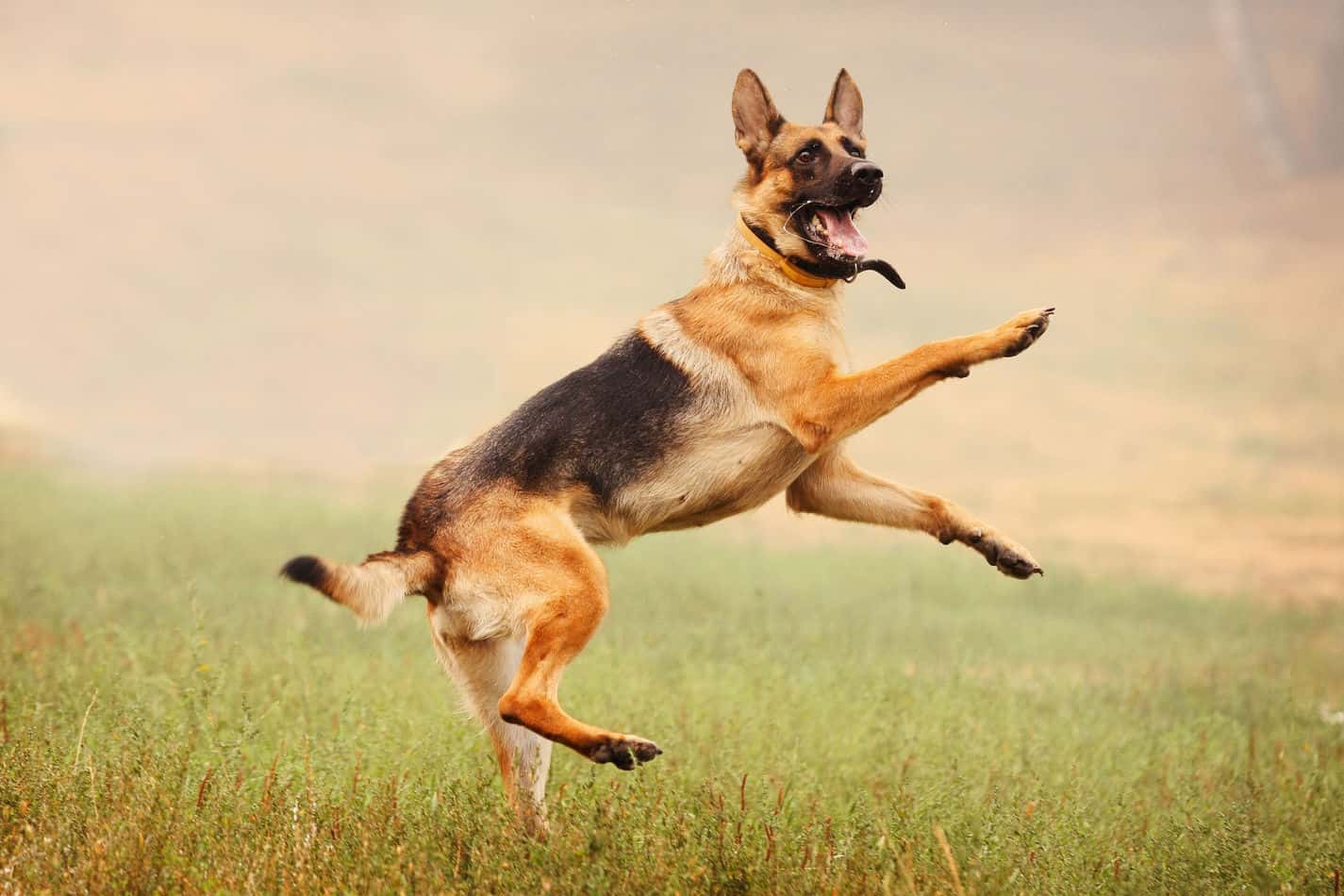 How High Can German Shepherds Jump 