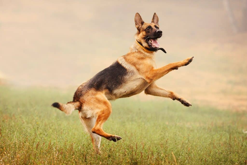 Average Cost Of Buying A German Shepherd With 21 Examples Embora Pets