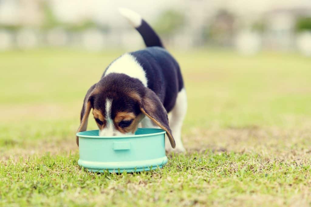 what food do beagle puppies eat