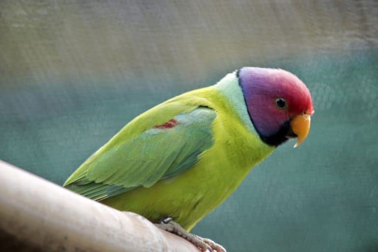 Plumheaded Parakeets: Pictures, Where to buy, and Temperament info