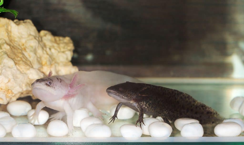 Axolotls as Pets: Cost to Get One, Ease of Care, and Limb Regrowth