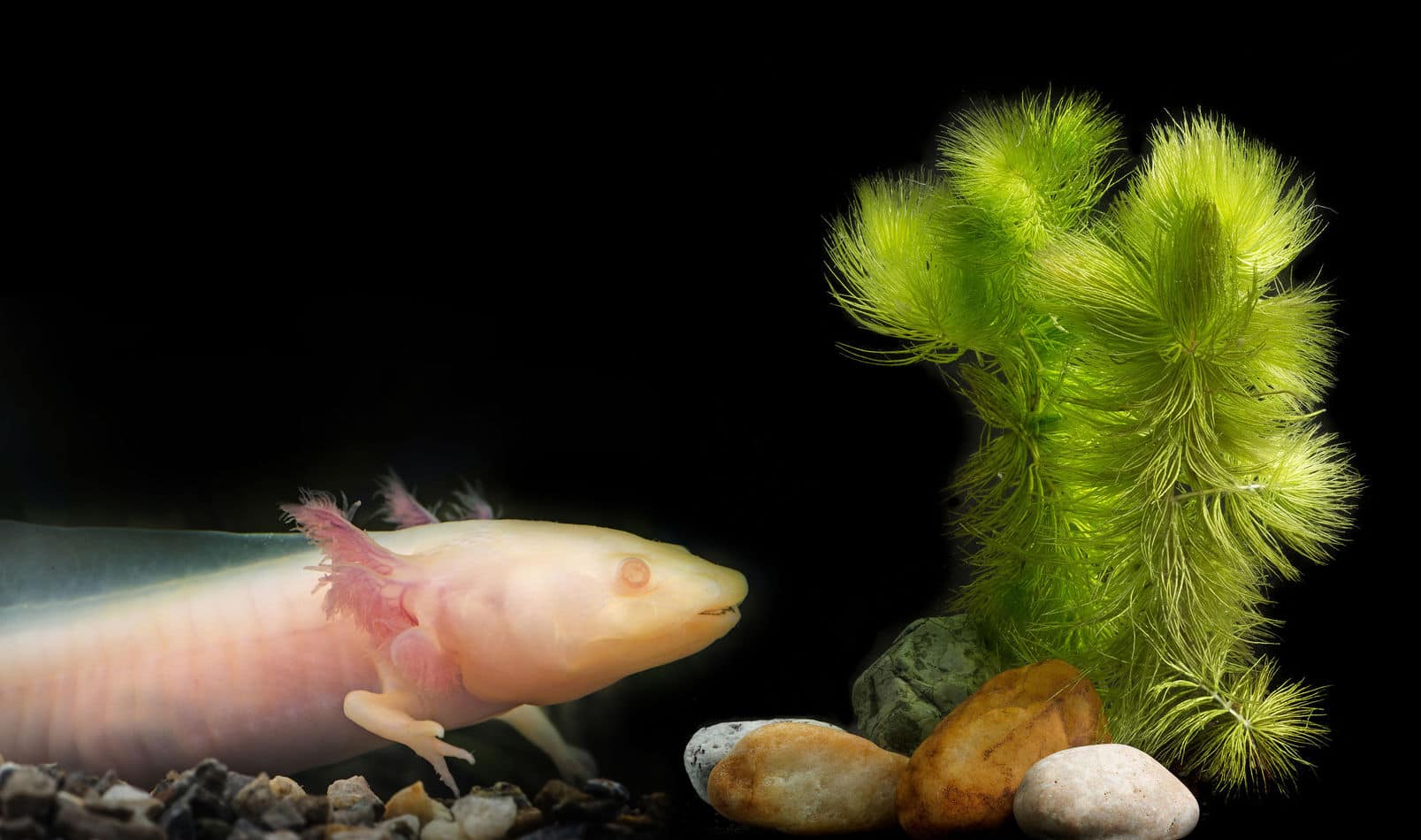 GFP Axolotl: A Beginner’s Guide with Pics, Cost to Buy, and Care Info