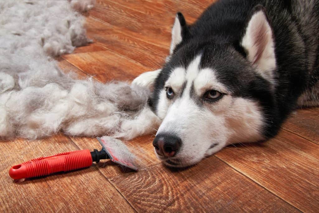 93859280 l Are Huskies Hypoallergenic? Tips for Families with Allergies