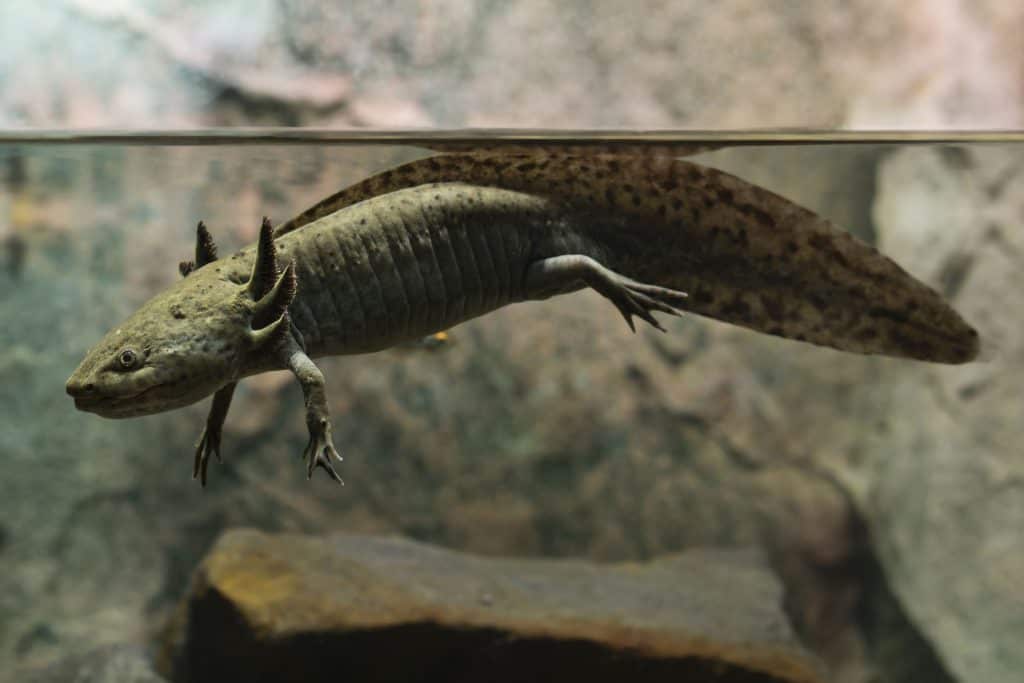 Axolotls as Pets: Cost to Get One, Ease of Care, and Limb Regrowth
