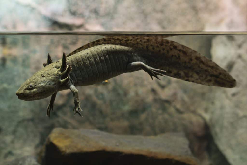 Axolotls As Pets Cost To Get One Ease Of Care And Limb Regrowth Embora Pets