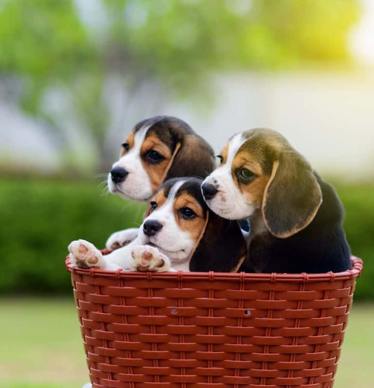 How Long do Beagles Reproduce?