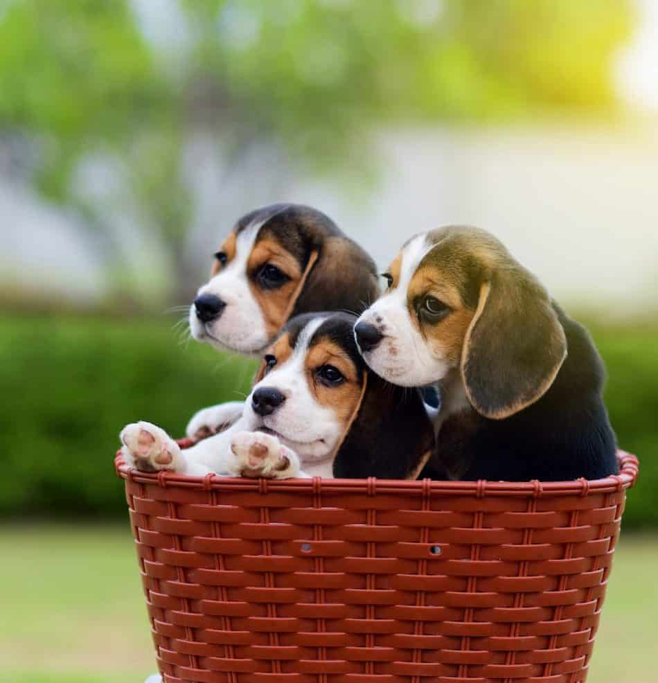 How Long do Beagles Reproduce? - Embora Pets