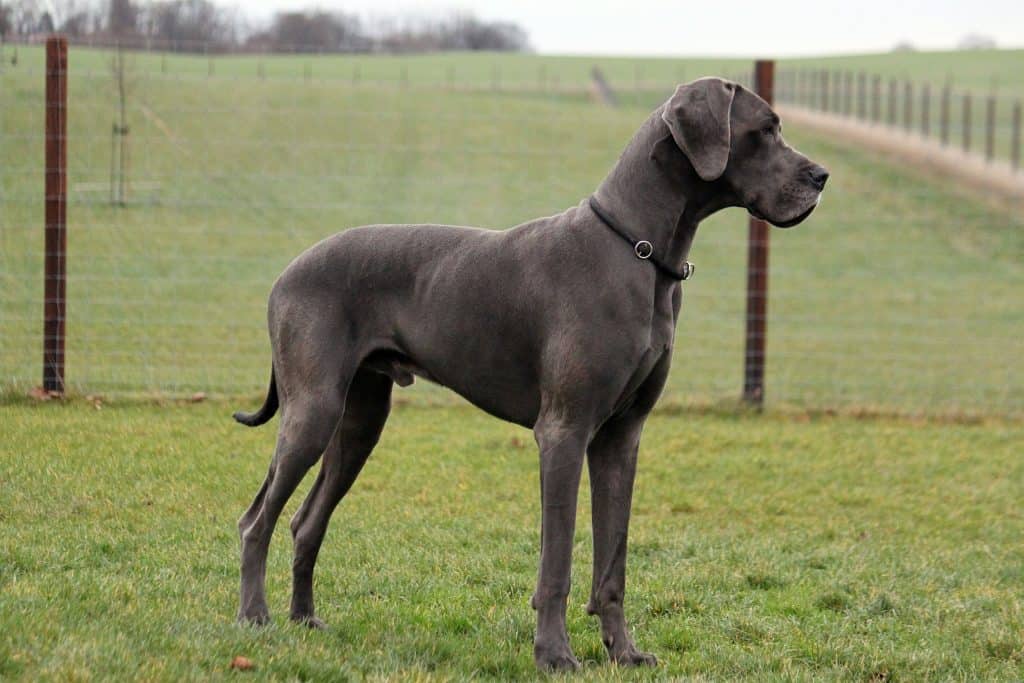 Great Danes as Pets: Cost, Life Expectancy, and Temperament #danes #dogs #puppies