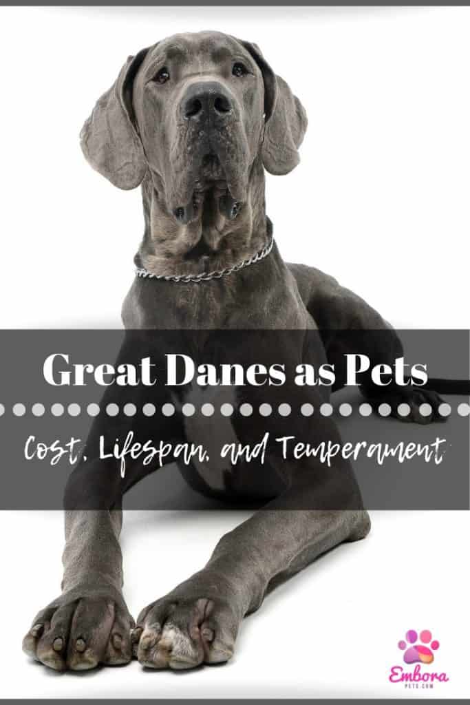 Great Danes as Pets: Cost, Life Expectancy, and 