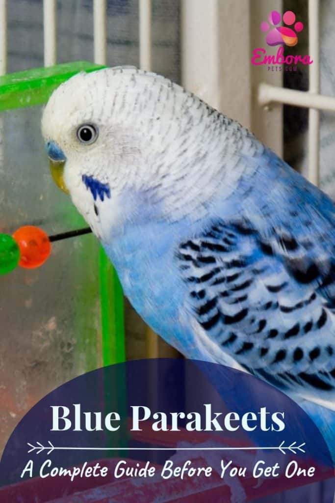 Add a heading 1 Blue Parakeets: A Complete Guide Before You Get One