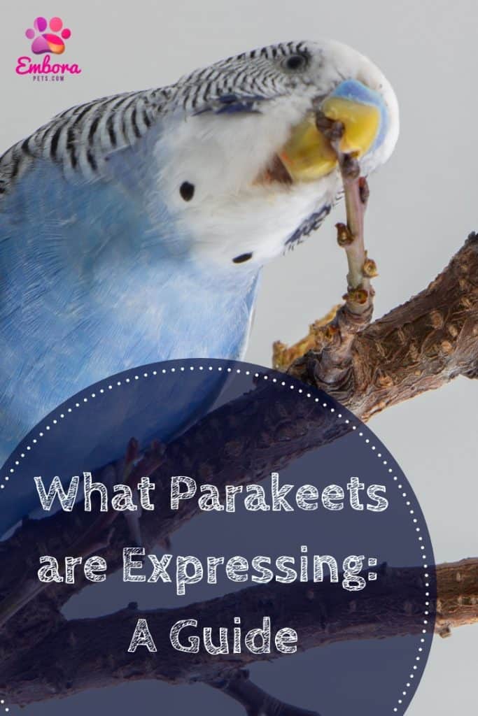 Add a heading 3 Parakeet Behavior Guide: How to Know What They are Expressing