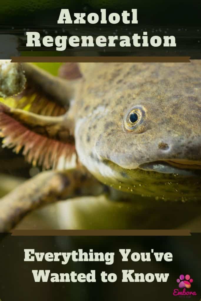 Add a heading 4 1 Axolotl Regeneration: All the Details About this Amazing Phenomenon!