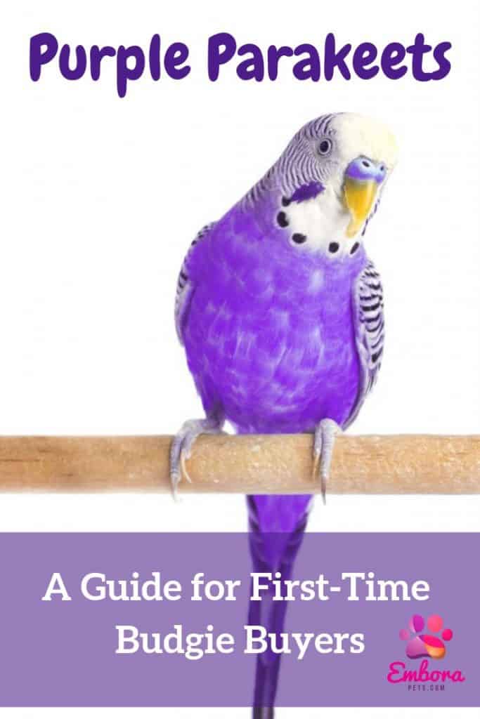 Add a heading Purple Parakeets as Pets: A Complete Guide for First-Time Buyers