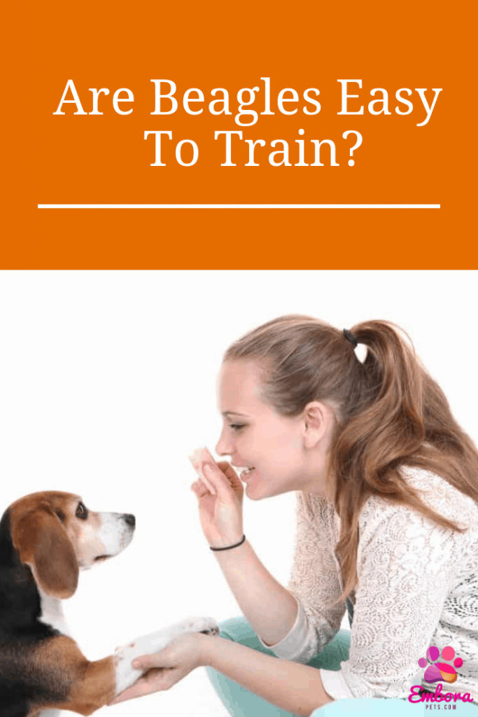 Are Beagles Easy to Train Pinterest Are Beagles Easy to Train?