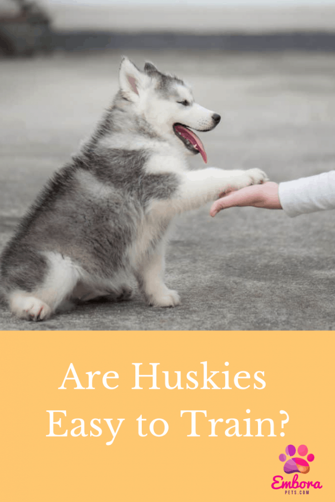 siberian husky as a family dog