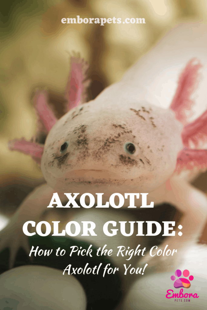 Axolotl Color Guide Axolotl Color Guide: How to Pick the Right Color Axolotl for You!