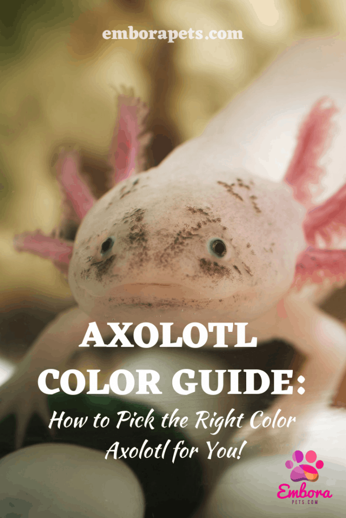 Axolotl Color Guide How To Pick The Right Color Axolotl For You Embora Pets