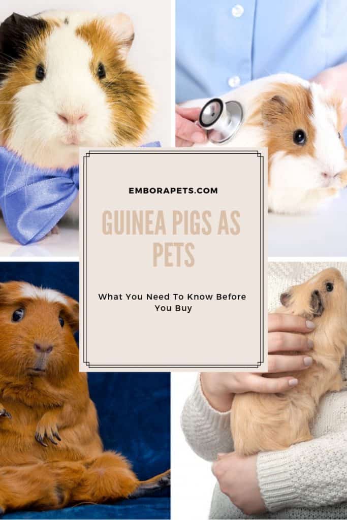 Beagle Mixes 4 Guinea Pigs as Pets: 17 Things to Know Before Getting One