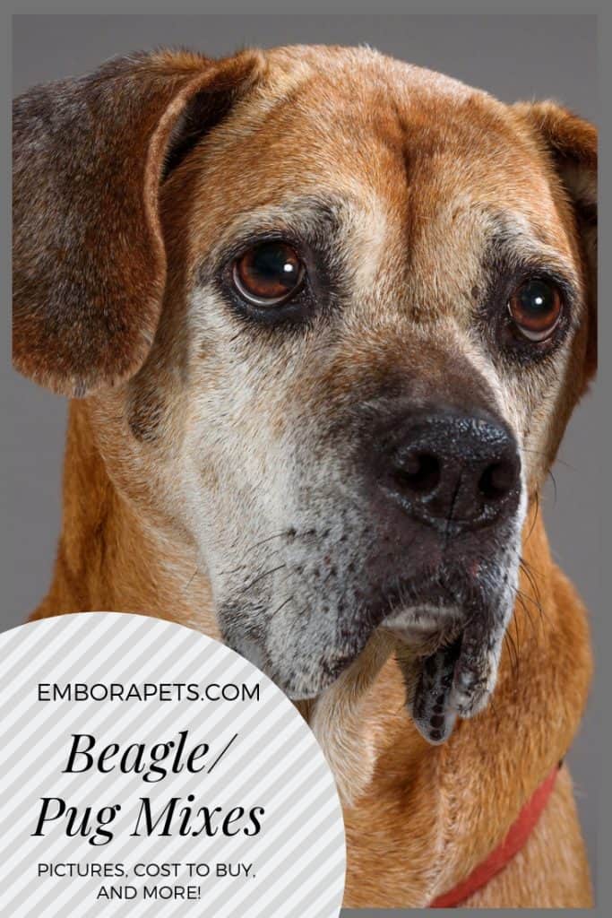 Beagle2FPug Mixes Beagle/Pug Mixes: Pictures, Cost to Buy, and More!
