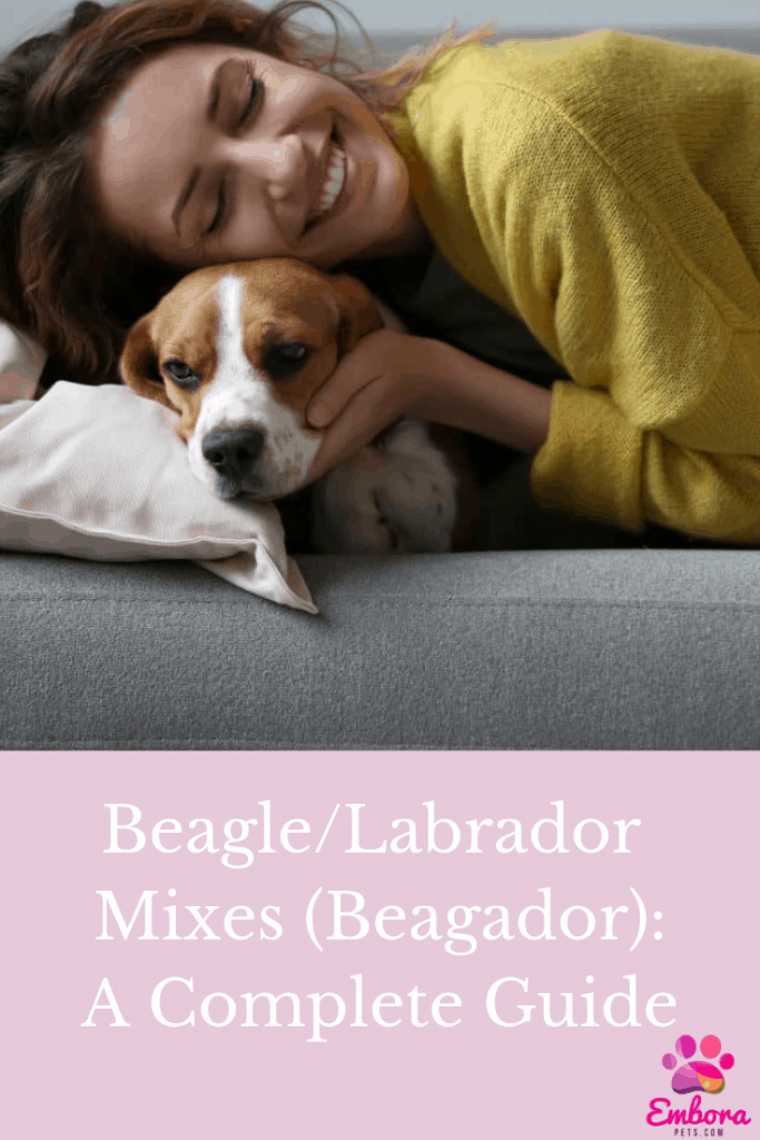 Beagle/Labrador Mixes (Beagador): A complete guide