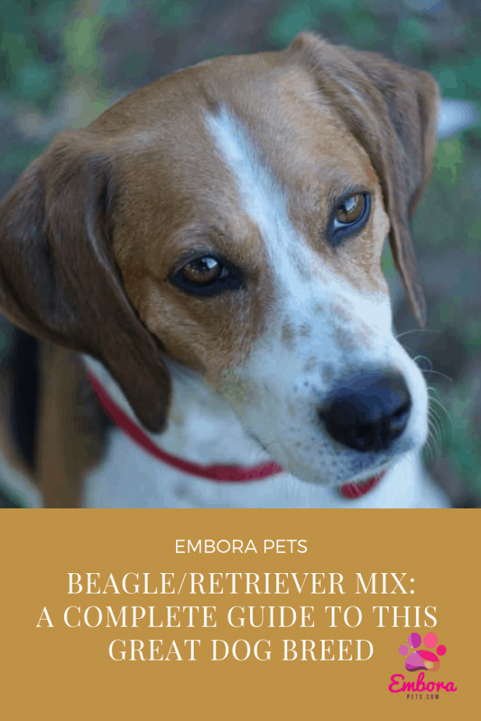 Beagle retriever Mix A complete guide to this great dog breed Beagle/Retriever Mix: A Complete Guide to This Great Dog Breed