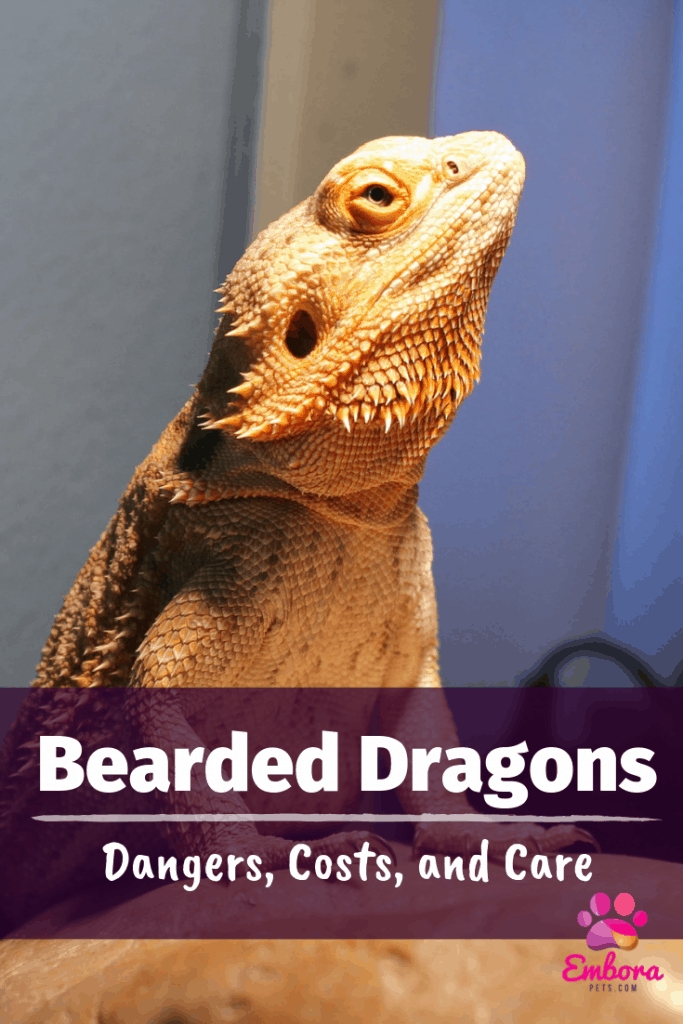 Bearded Dragons as Pets Bearded Dragons as Pets: Dangers, Cost to Buy One, and Ease of Care