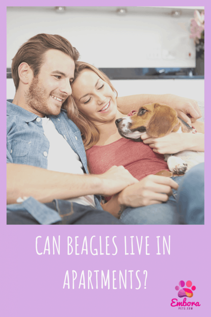 Can Beagles Live in apartments Can Beagles Live in Apartments? A Complete Guide.