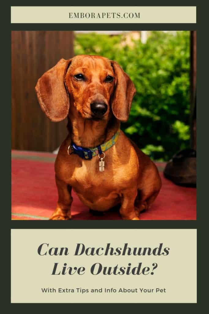 Can Dachshunds Live Outside Can Dachshunds Live Outside?