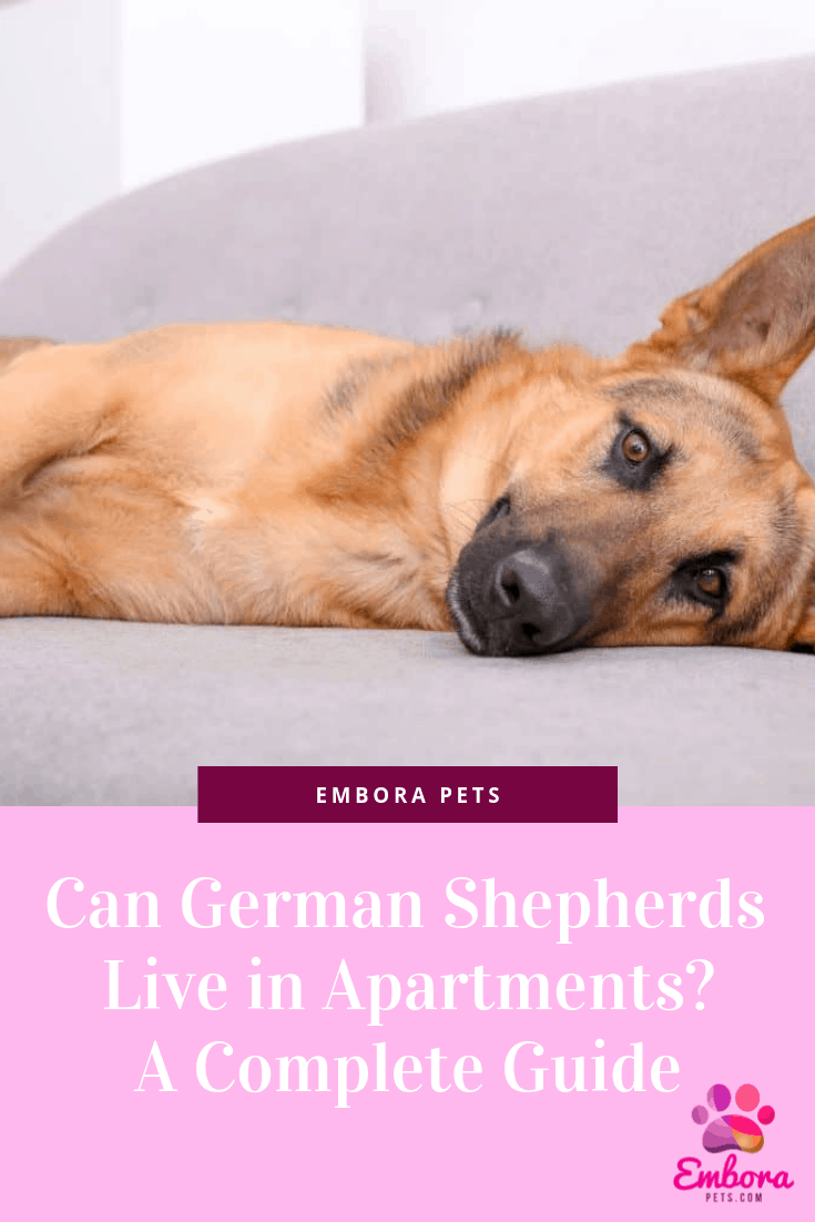 Can German Shepherds Live in Apartments? A Complete Guide Embora Pets