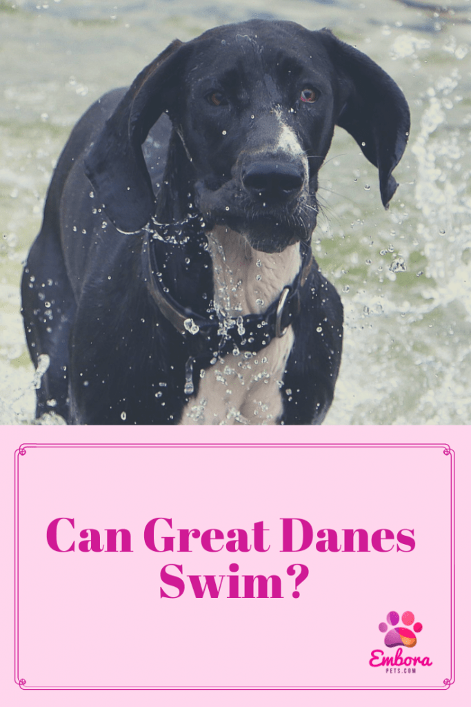 Can Great Danes Swim? (Solved!)