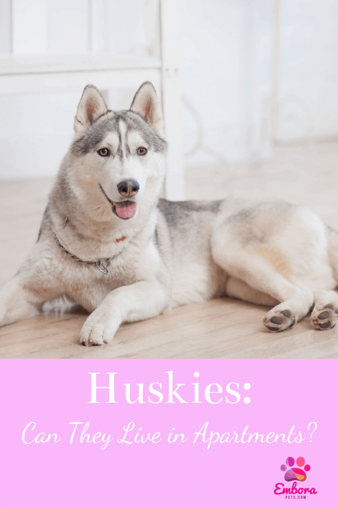 Can Huskies Live in Apartments Can Huskies Live in Apartments? A Complete Guide
