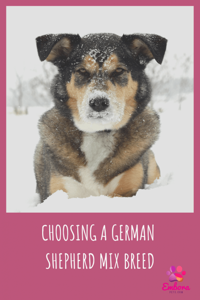 Choosing a german shepherd mix breed Choosing a German Shepherd Mix Breed: Which is Best for Your Home?