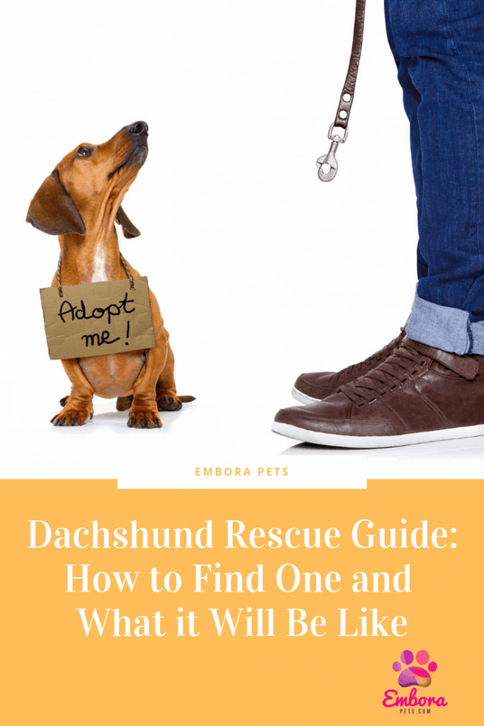 Dachshund Rescue Guide How to Find One and What it Will Be Like Dachshund Rescue Guide: How to Find One and What it Will Be Like