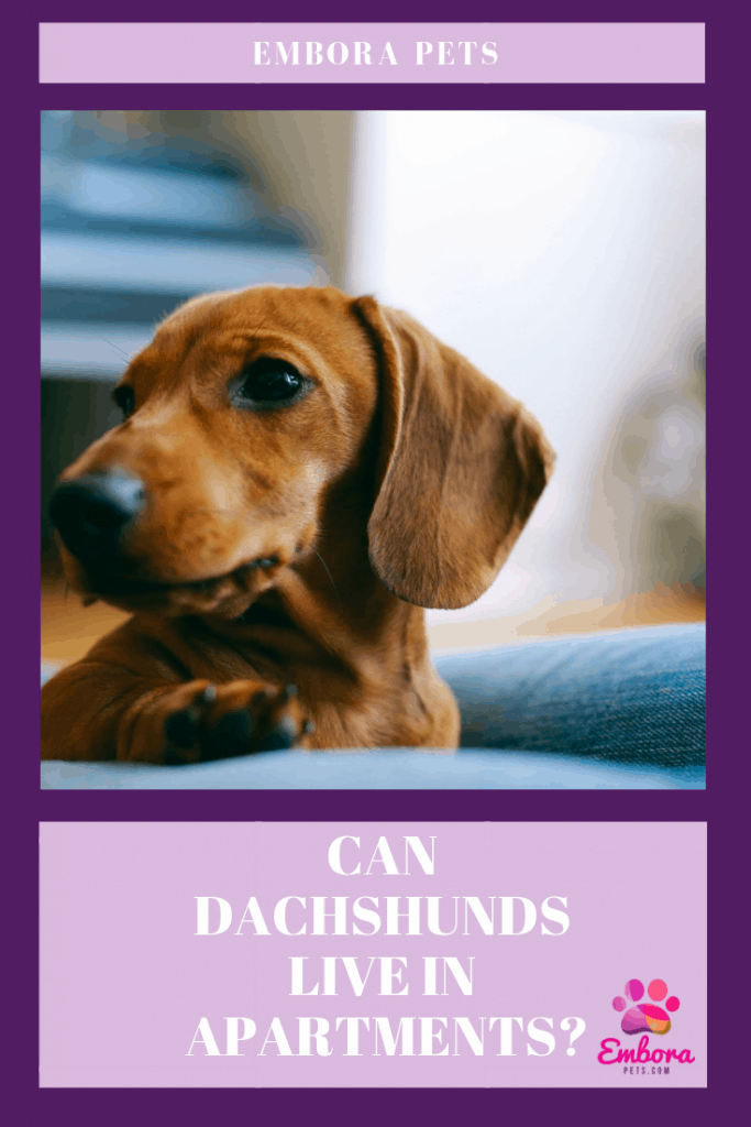 Dream Wedding Can Dachshunds Live in Apartments? A Complete Guide