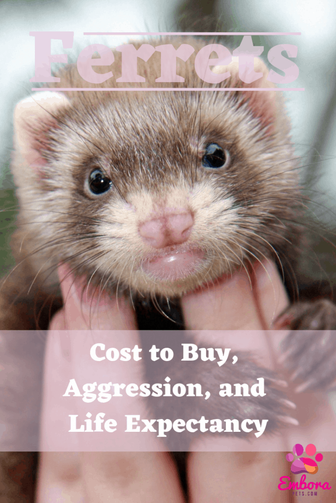 Ferrets As Pets Cost To Buy Their Aggressiveness And Life Expectancy Embora Pets
