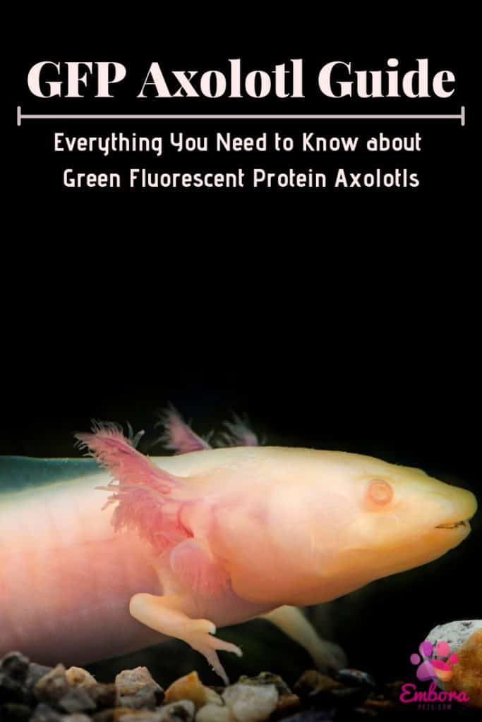 GFP Axolotl Guide GFP Axolotl: A Beginner's Guide with Pics, Cost to Buy, and Care Info