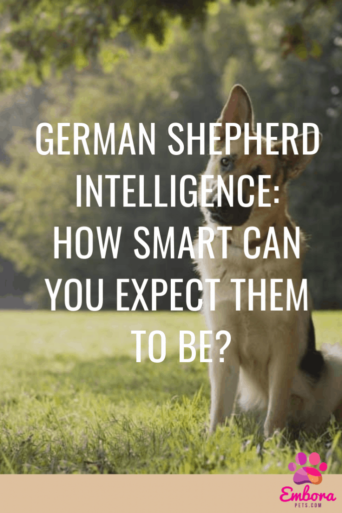 German Shepherd Intelligence how smart can you ex German Shepherd Intelligence: How Smart Can You Expect Them to Be?