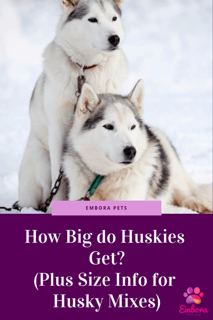 How Big Do How big do Huskies get? (Plus size info for Husky mixes)