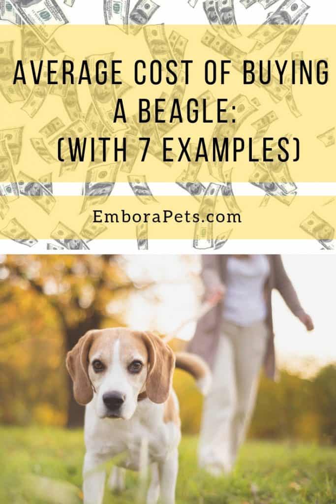 How Big Do Beagles Get 1 Average Cost of Buying a Beagle (With 21 Examples)