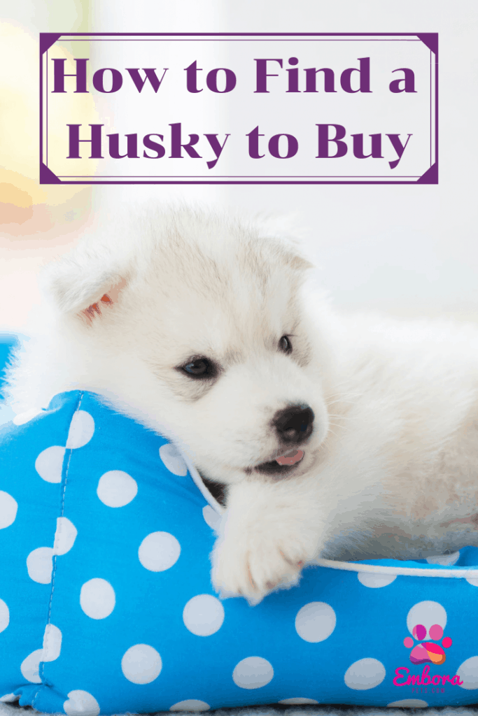 How to Find a Husky To Buy How to Find a Husky to Buy