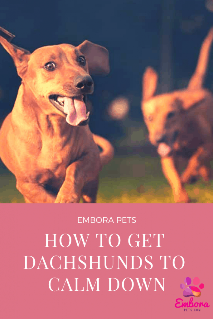 how to calm a dachshund