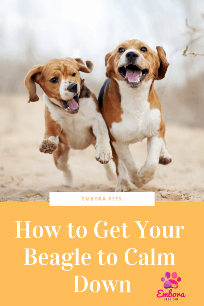 How to Get Your Beagle to Calm Down How to get Beagles to Calm Down