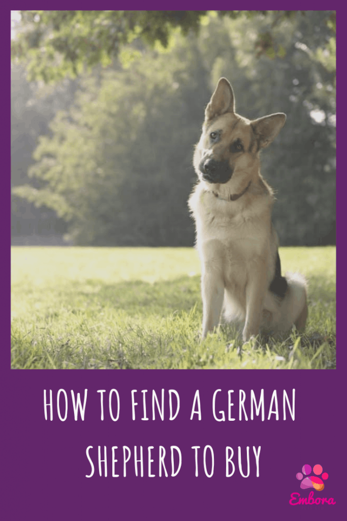 How to find a german shepherd to buy How to Find a German Shepherd to Buy