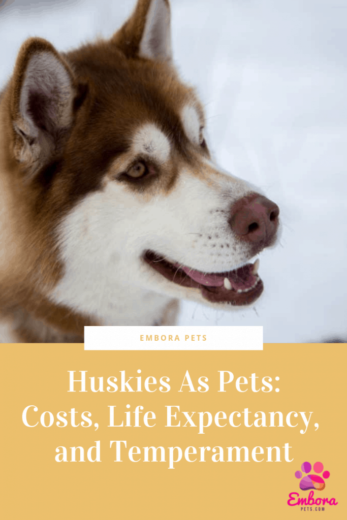 Huskies As Pets Costs Life Expectancy and Temperament Huskies as Pets: Costs, Life Expectancy, and Temperament