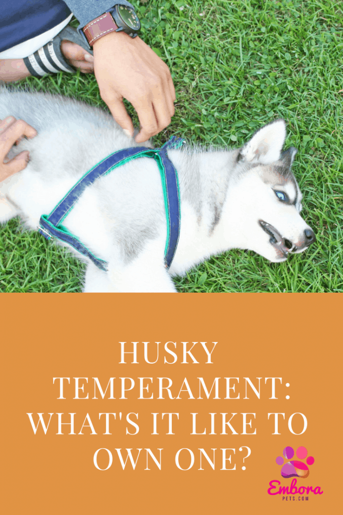 Husky Temperament What is it like to own one Husky Temperament: What's it Like Owning One?