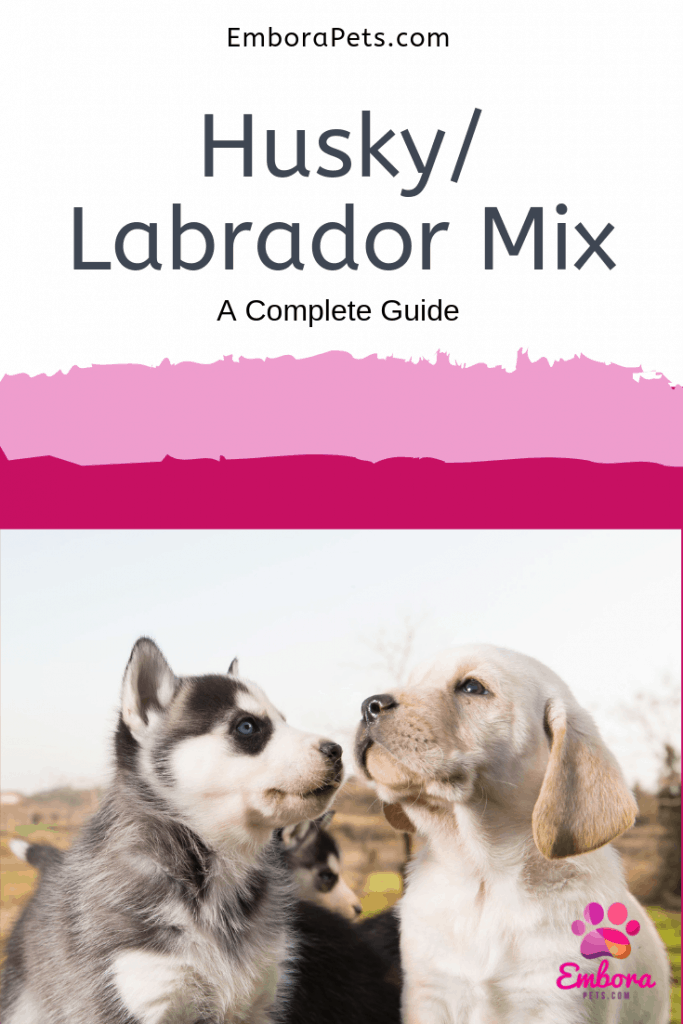 Husky/Labrador Mixes: A Complete Guide With Pictures