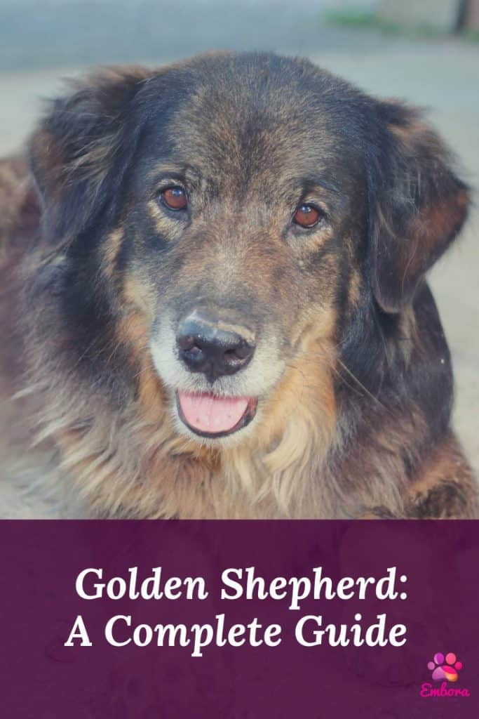 Leave No Trace 2 German Shepherd/Retriever Mix (Golden Shepherd): A complete guide
